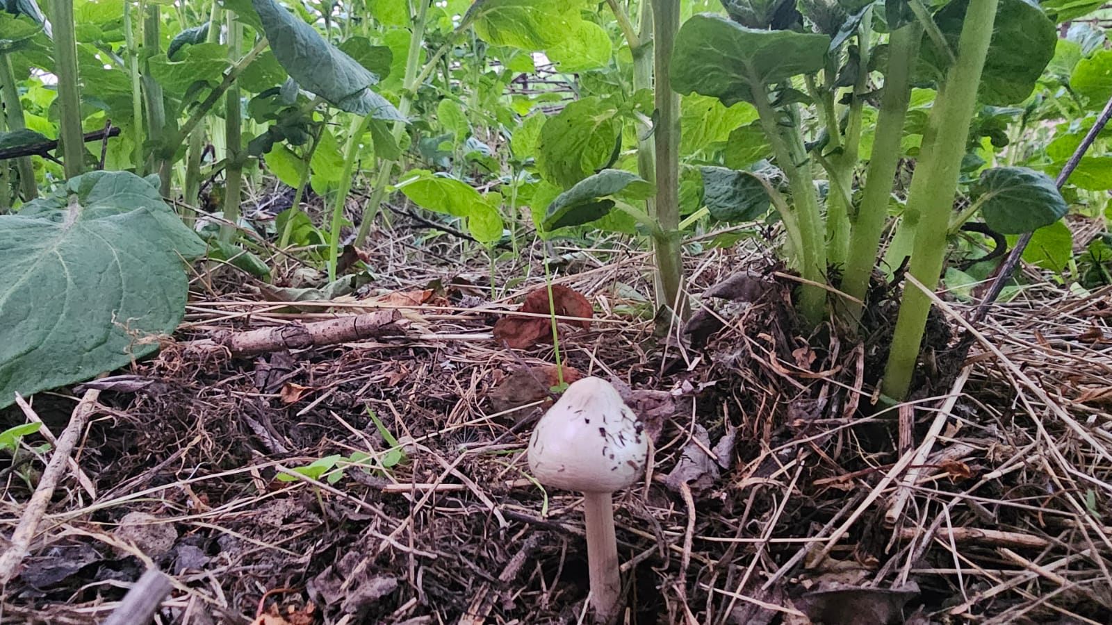 Ciuperca din grădină