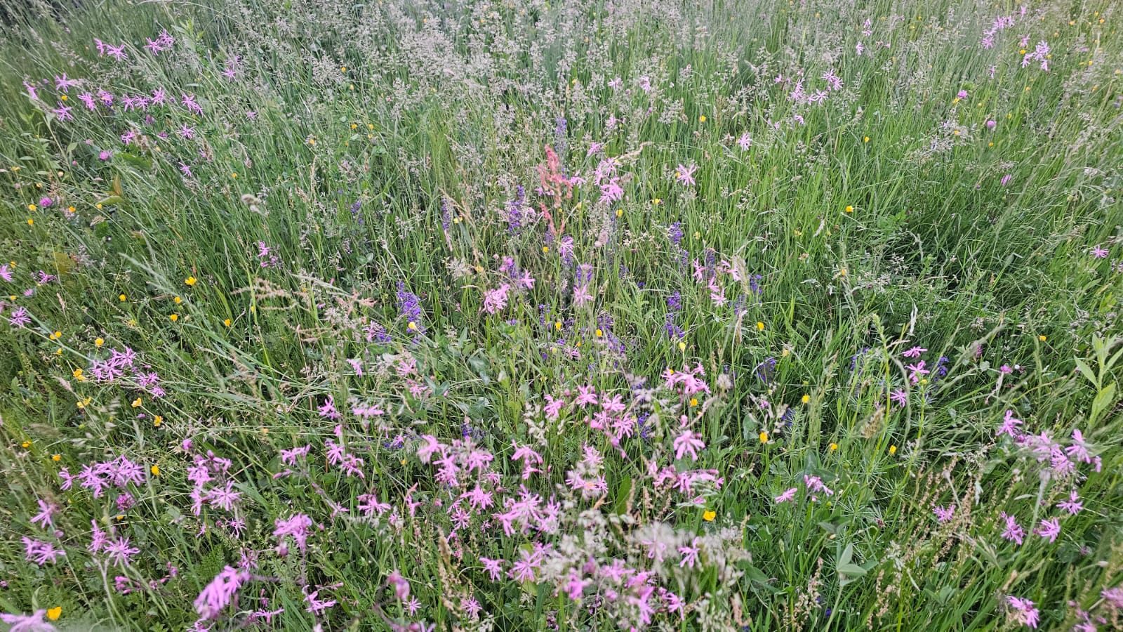 Flori naturale în grădină
