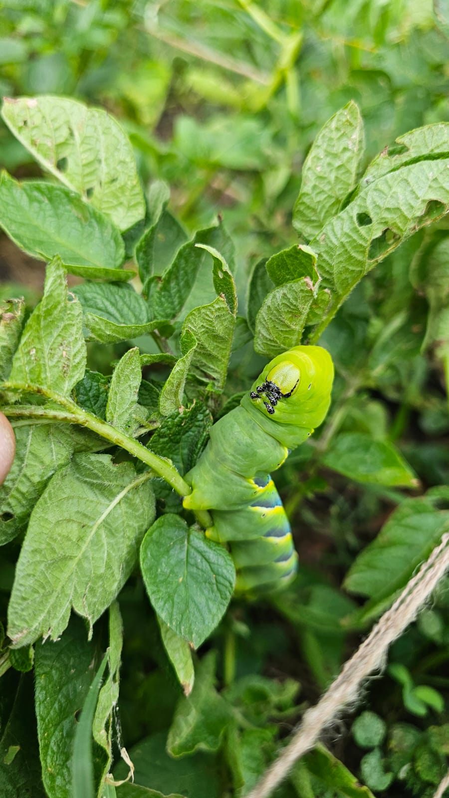 Omidă vie pe plante de roșii