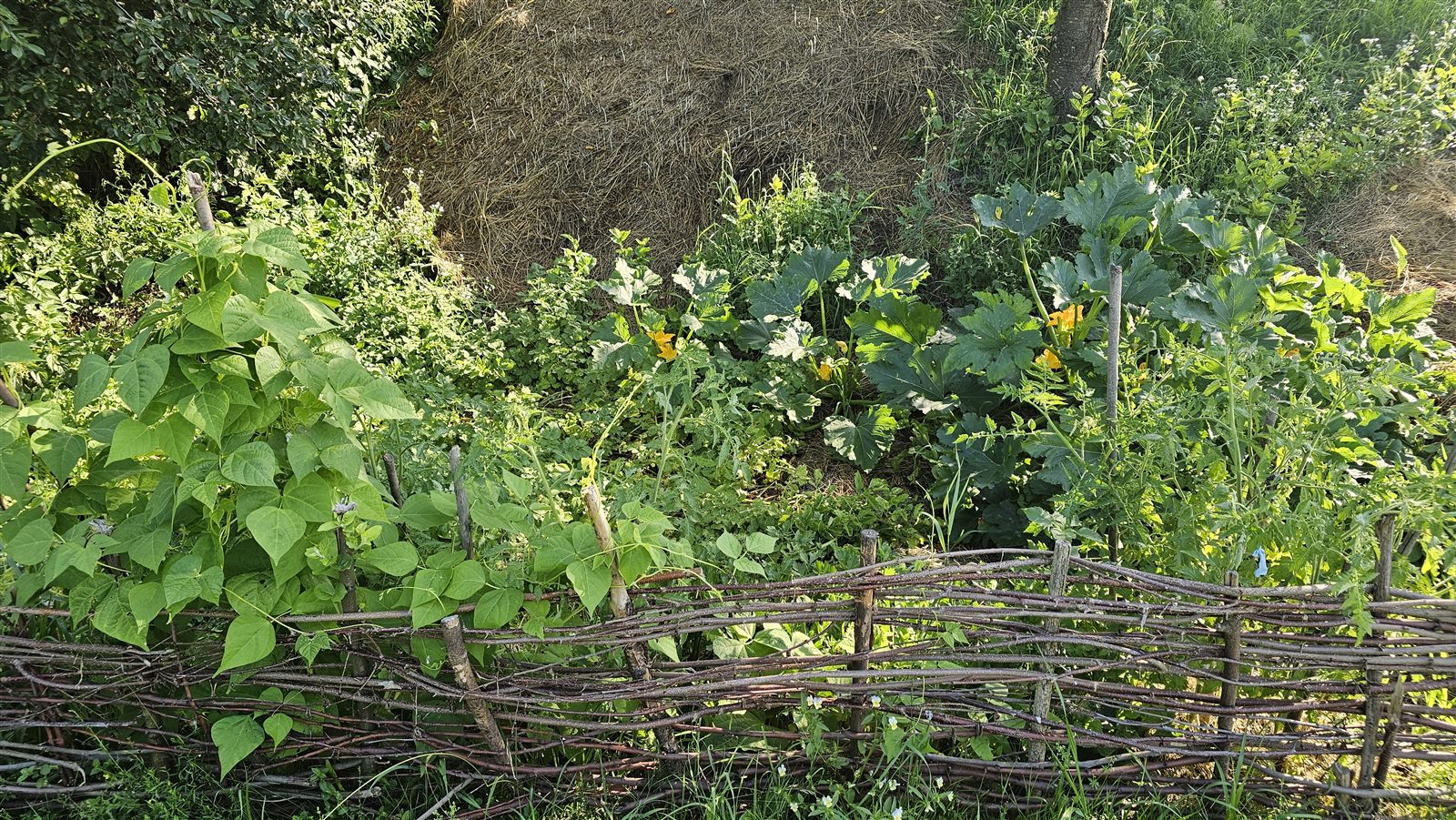 Plante înflorite în grădina noastră